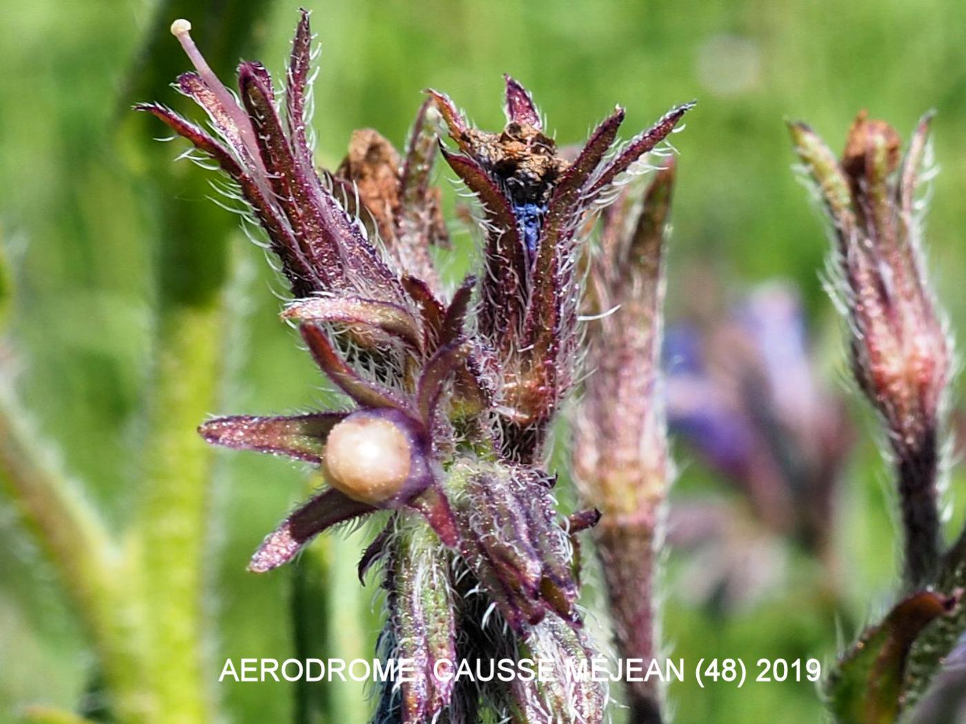 Bugloss, Italian fruit